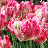 Tapasztalt tanács: hogyan lehet a tulipánokat ősszel a földön ültet...